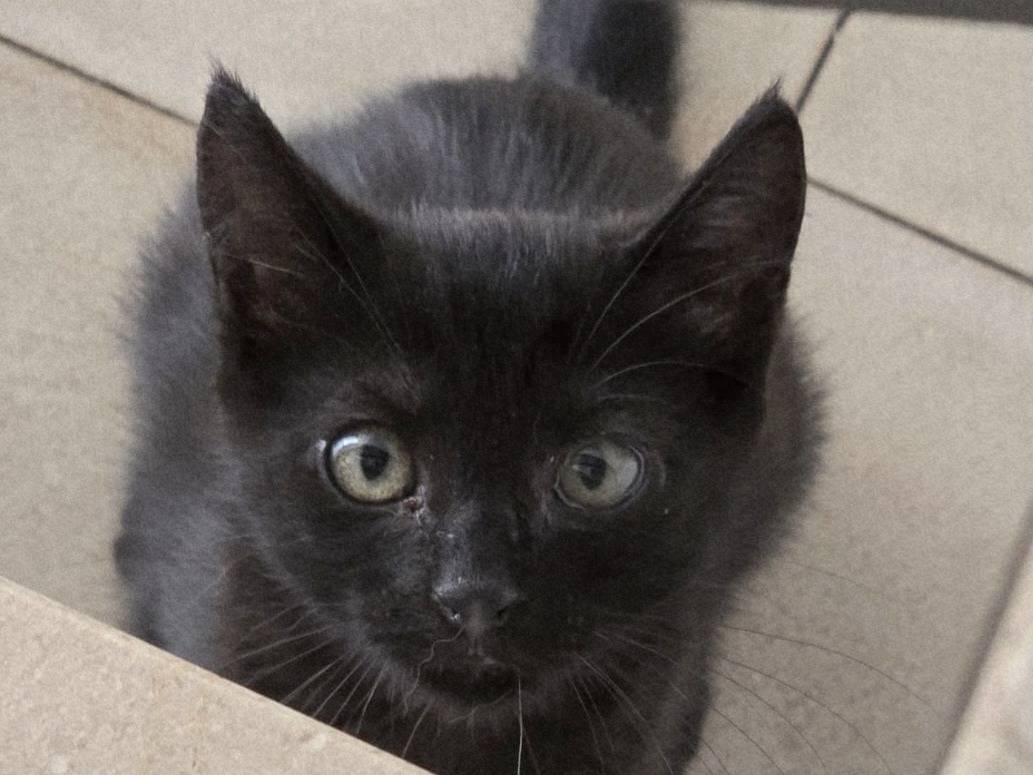 Adotta un gatto, femmina, 2 mesi, Parma