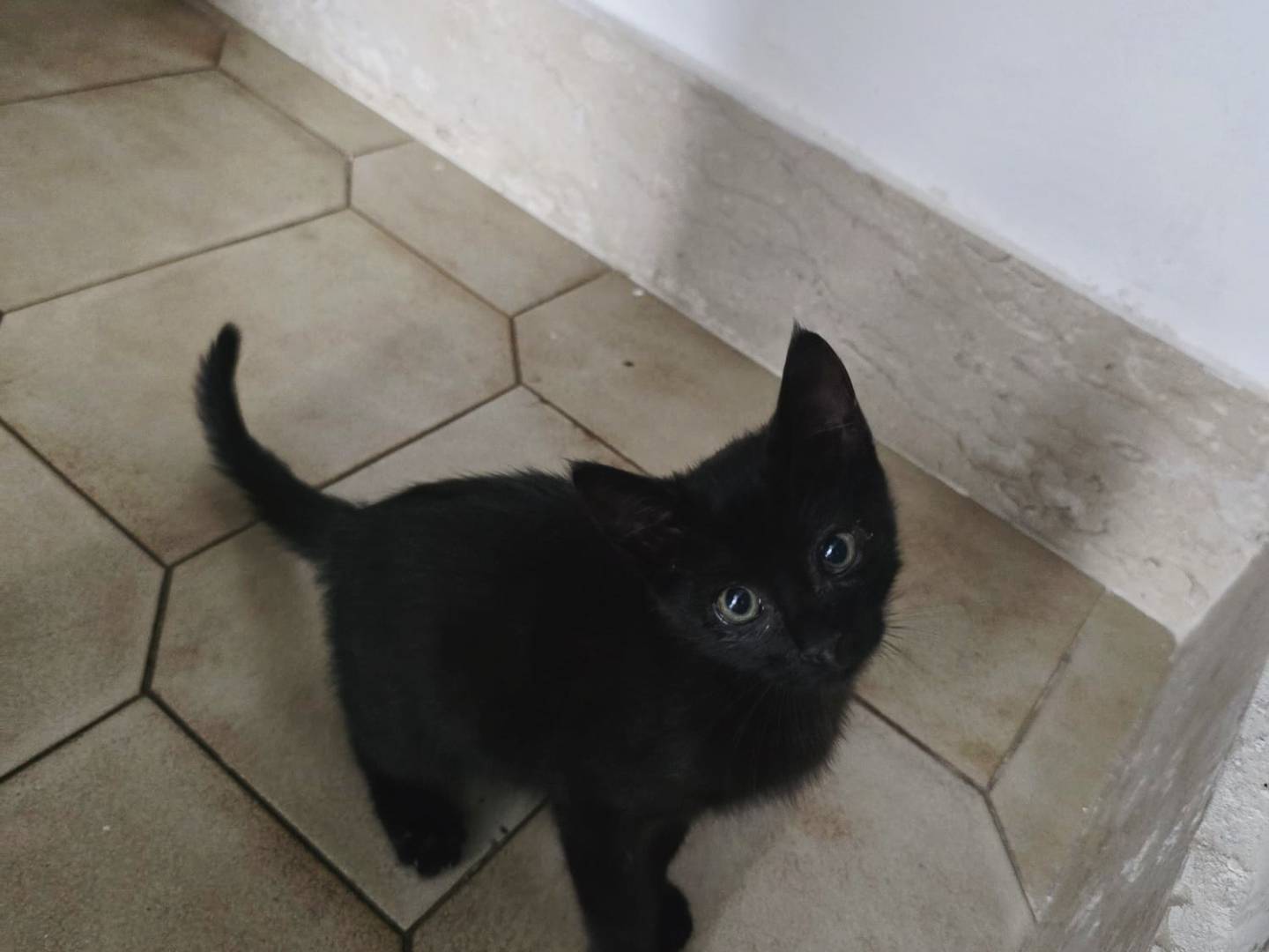 Adotta un gatto, taglia non valida, femmina, Parma