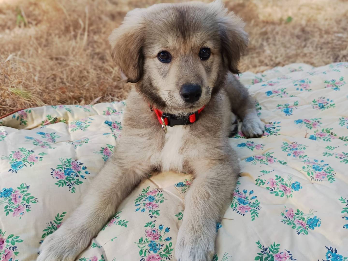Adotta un cane, taglia grande, femmina, Parma