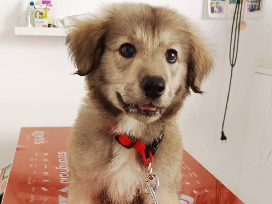 Adotta il cane Lyuba a Parma