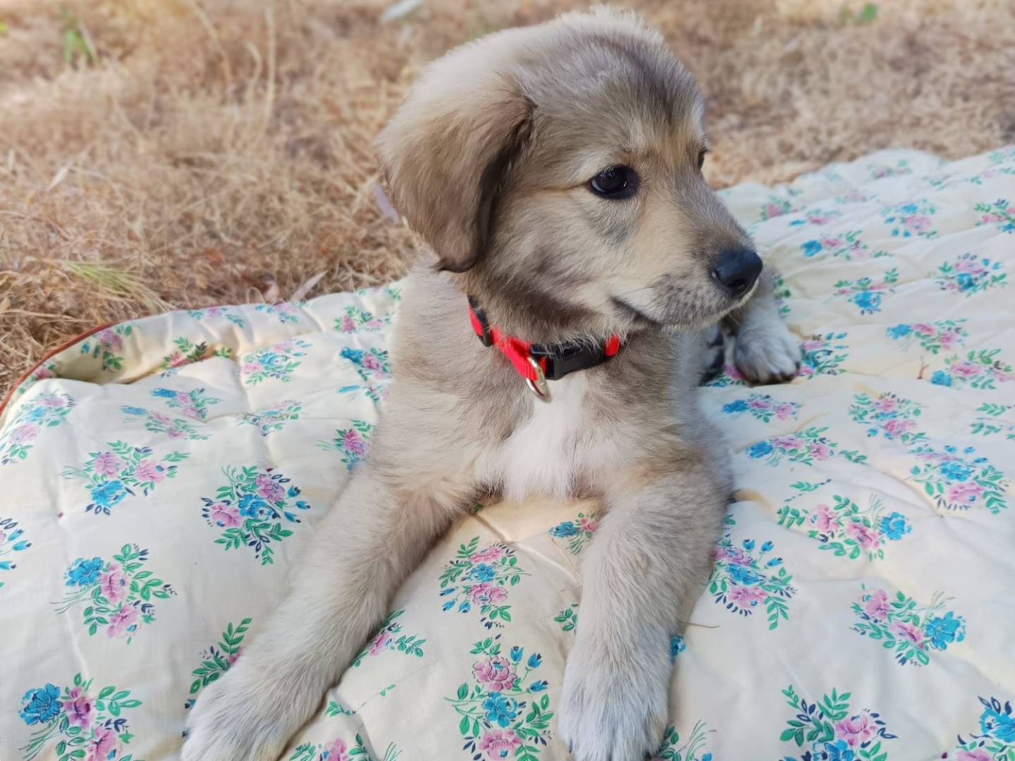 Adotta un cane, femmina, 2 mesi, Parma