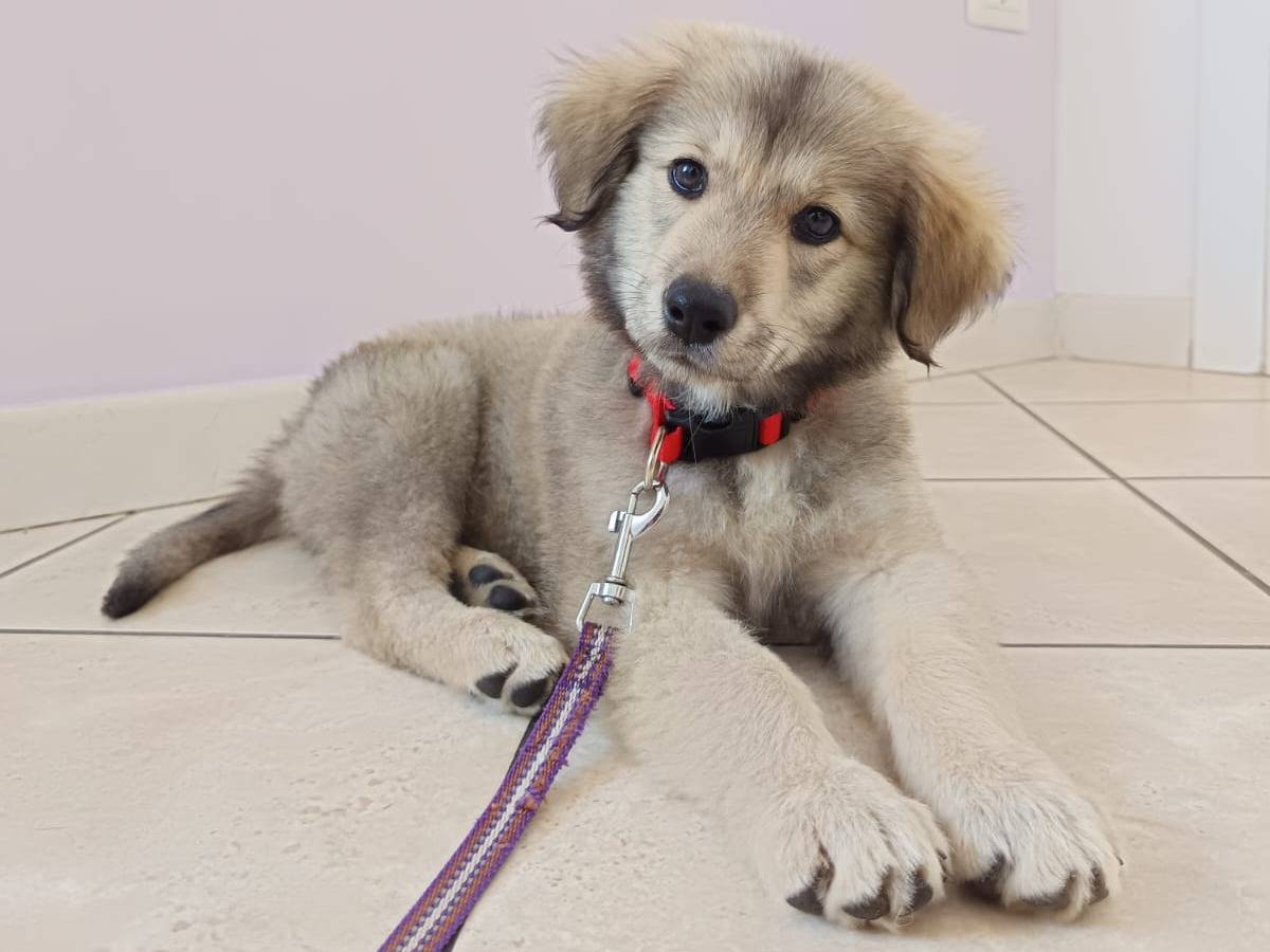 Vuoi adottare un cane a Parma?