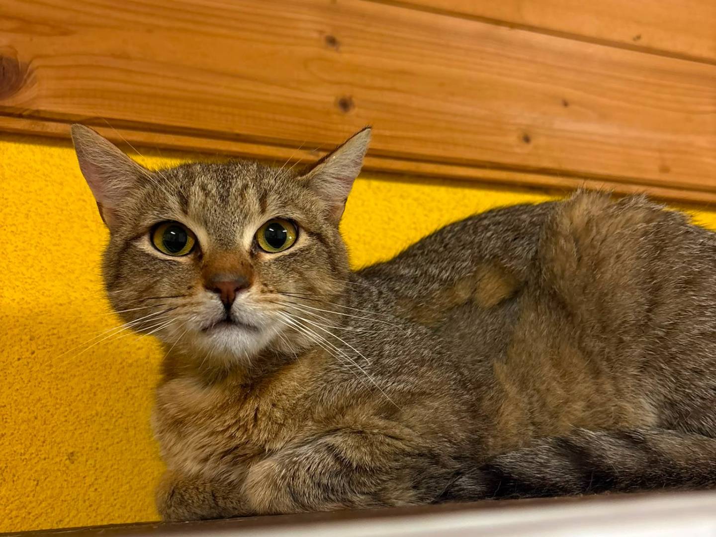 Adozione gatto, maschio, Razza sconosciuta Razza sconosciuta, 1 anno e 5 mesi, taglia non valida, Asti