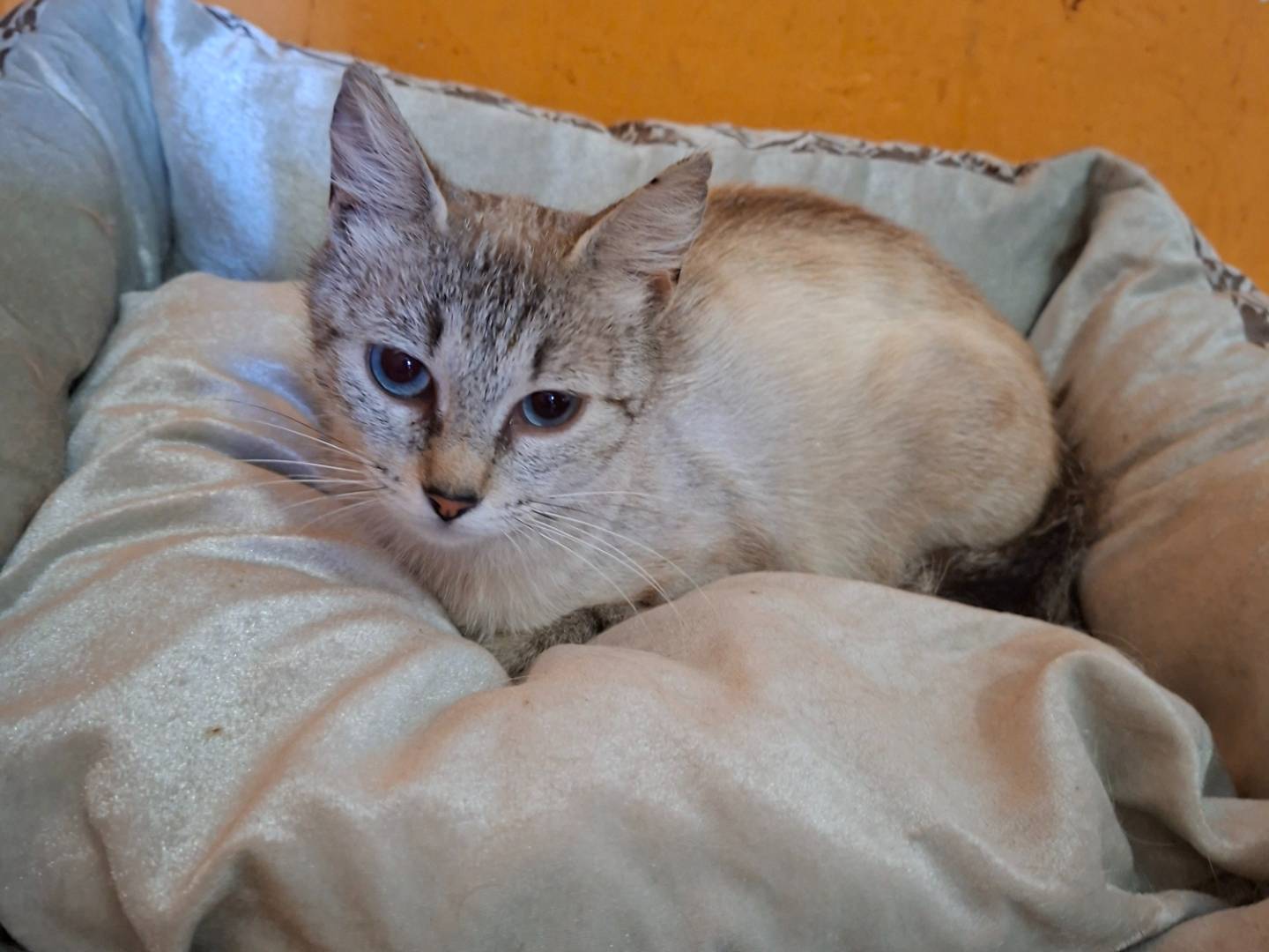 Adozione gatto, femmina, Razza sconosciuta Razza sconosciuta, 2 anni, taglia non valida, Asti