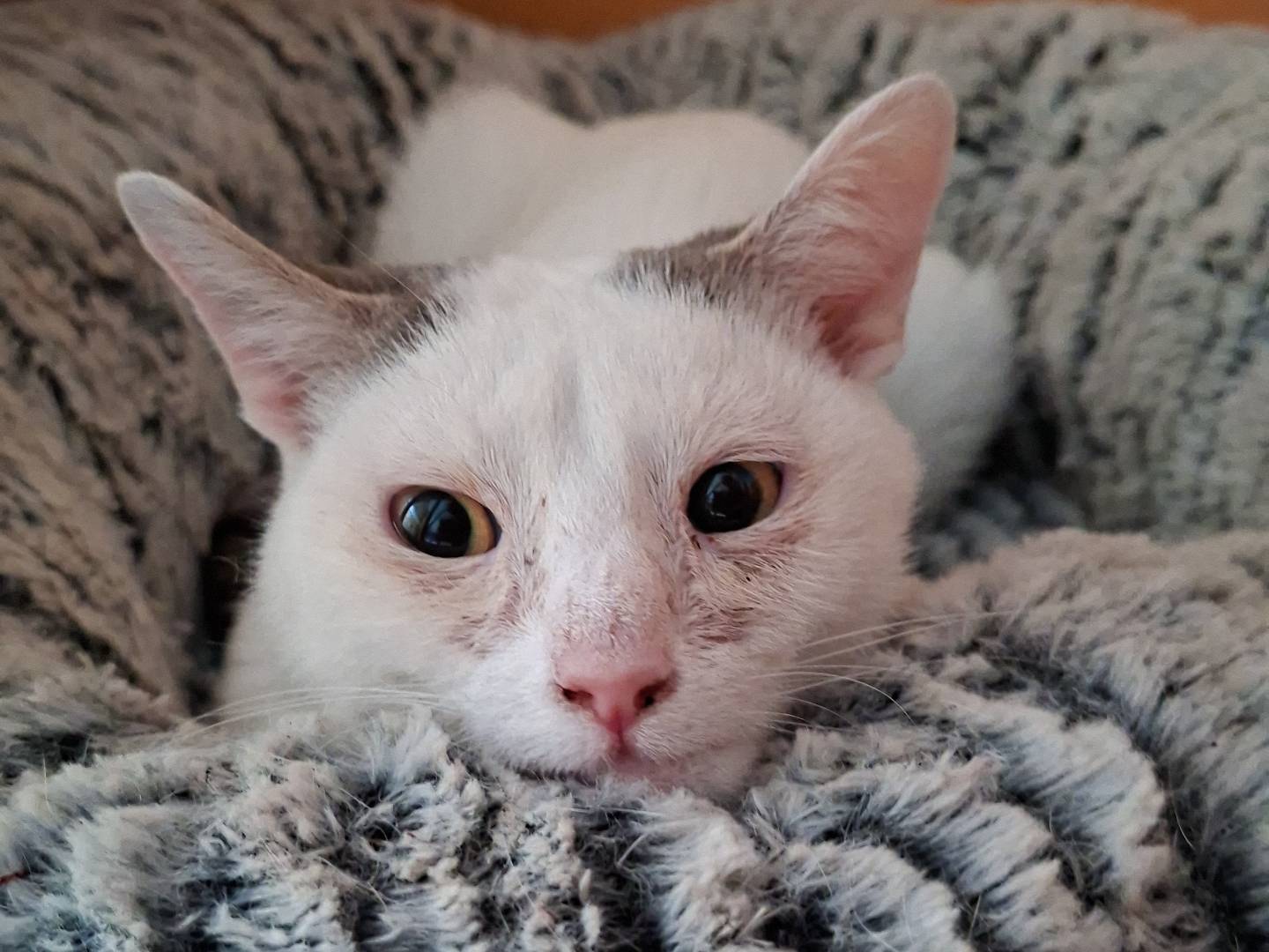 Adozione gatto, maschio, Razza sconosciuta Razza sconosciuta, 11 mesi, taglia non valida, Asti