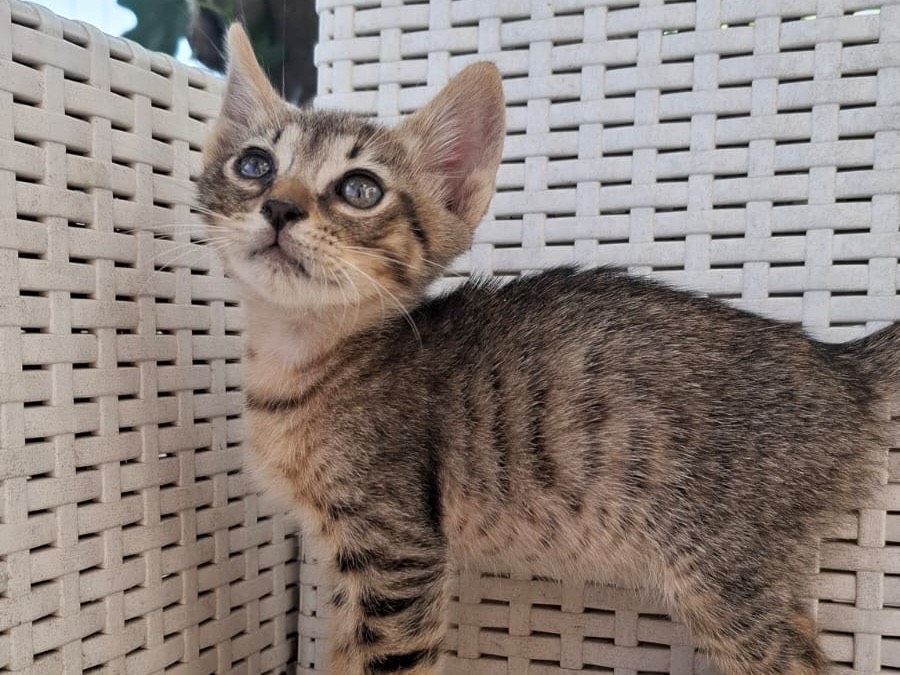 Adozione gatto, maschio, Razza sconosciuta Razza sconosciuta, 1 mese, taglia non valida, Catanzaro
