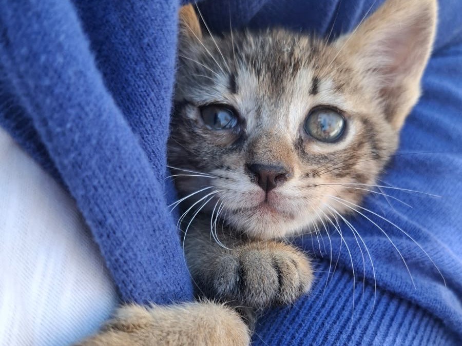 Adotta un gatto, maschio, 1 mese, Catanzaro