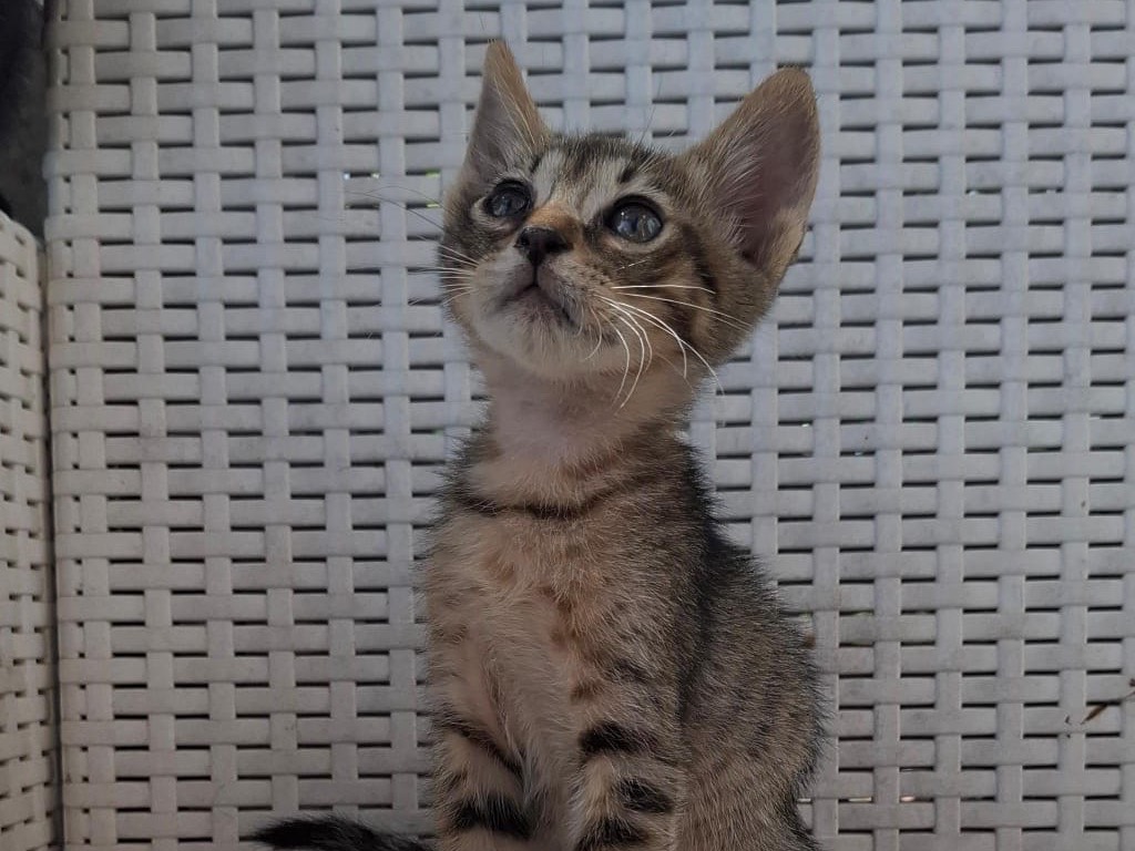 Adotta un gatto, taglia non valida, maschio, Catanzaro