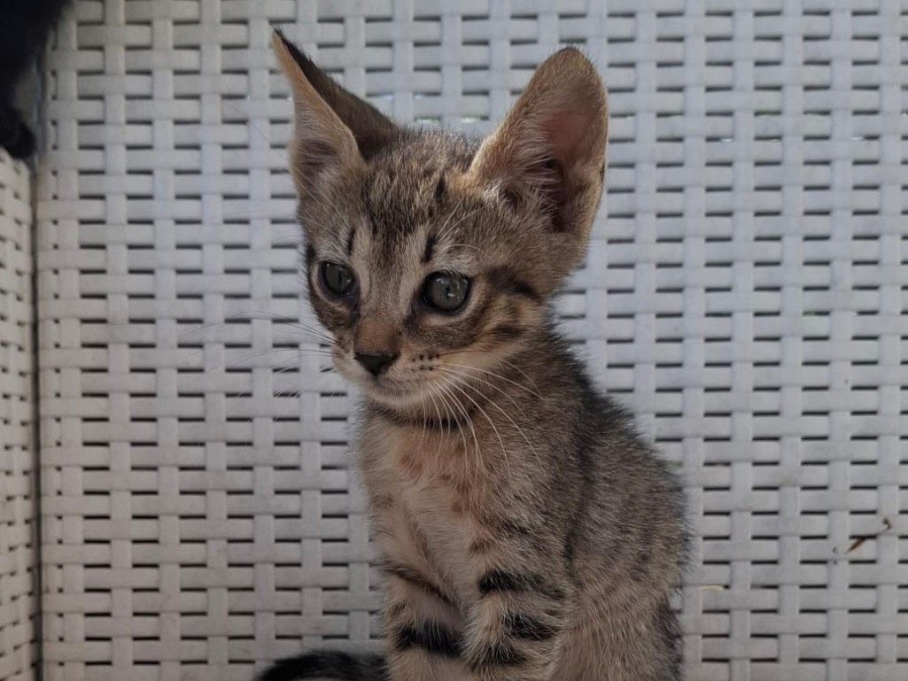 Vuoi adottare un gatto a Catanzaro?