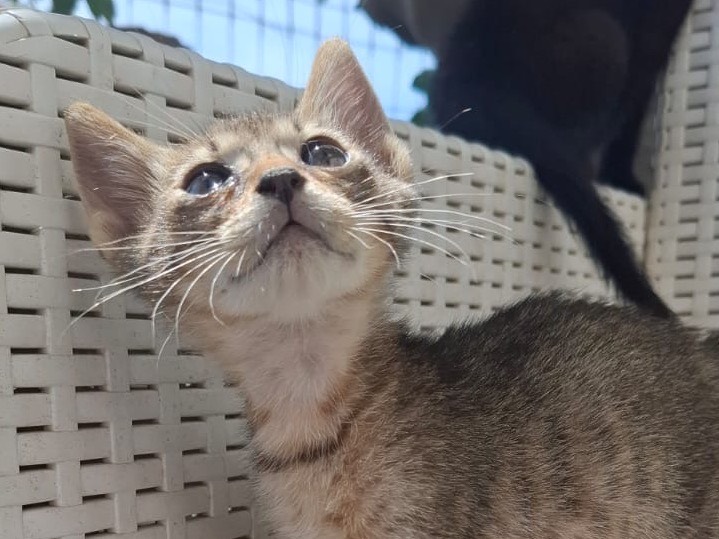 Adotta il gatto Mirko a Catanzaro