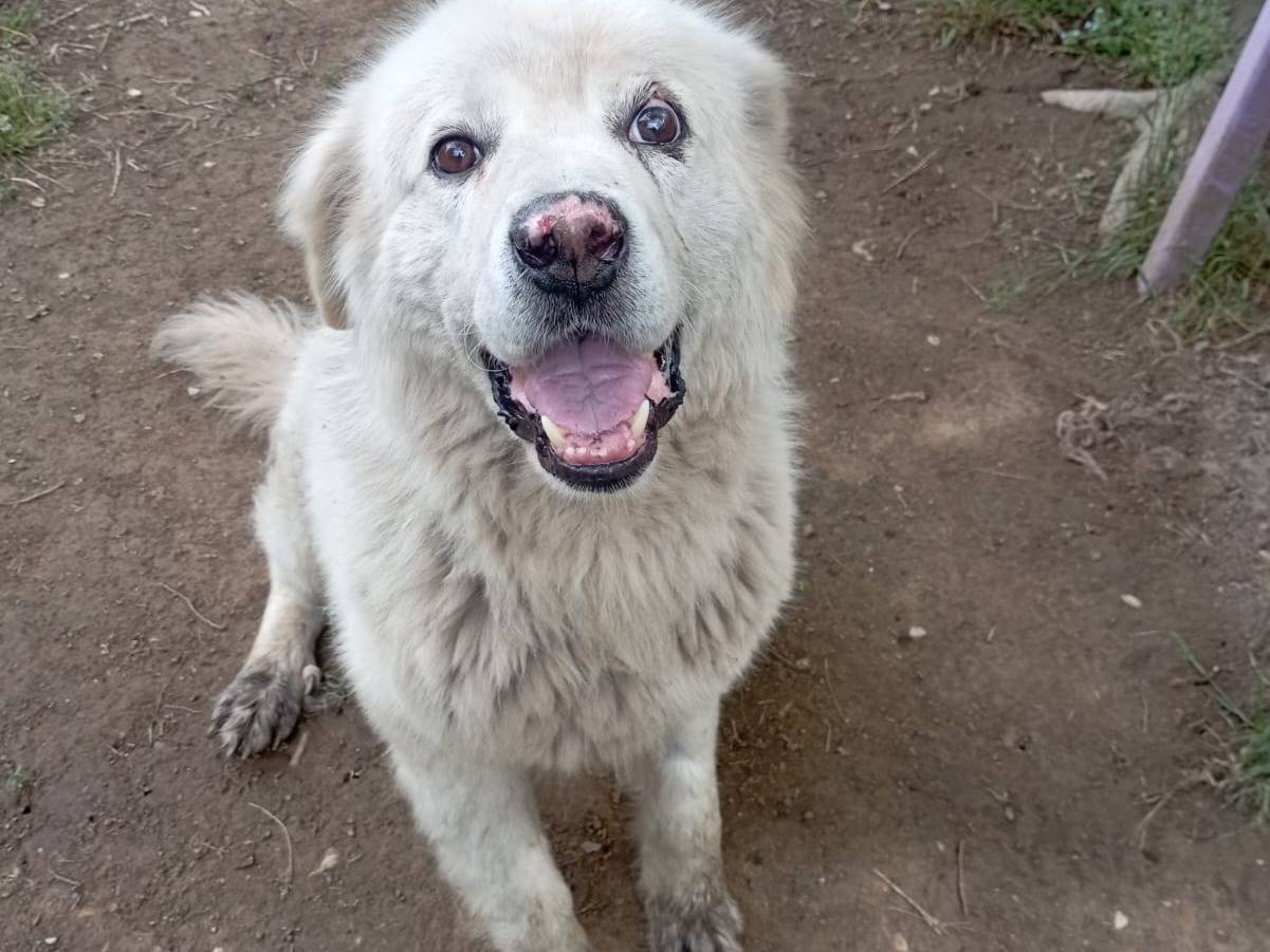 Adozione cane, maschio, Razza sconosciuta Razza sconosciuta, 7 anni e 9 mesi, taglia grande, Viterbo