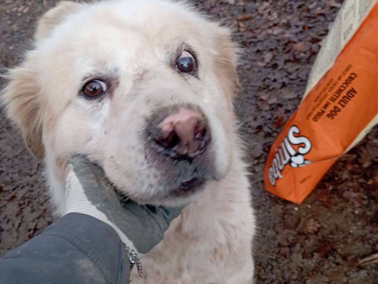 Adotta un cane, maschio, 7 anni e 9 mesi, Viterbo
