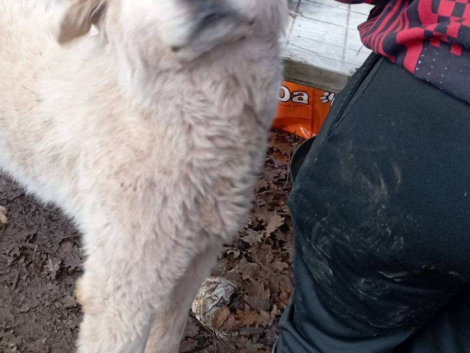 Adotta un cane, taglia grande, maschio, Viterbo