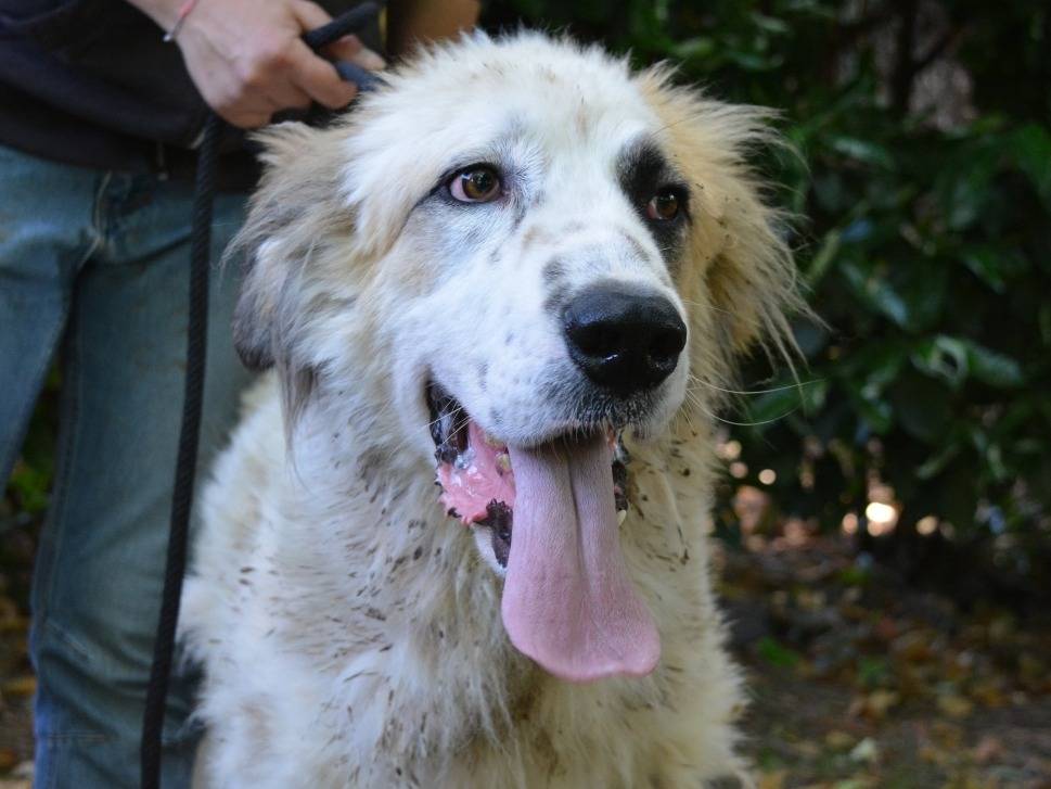 Adozione cane, maschio, Pastore maremmano Razza sconosciuta, 1 anno e 7 mesi, taglia gigante, Roma