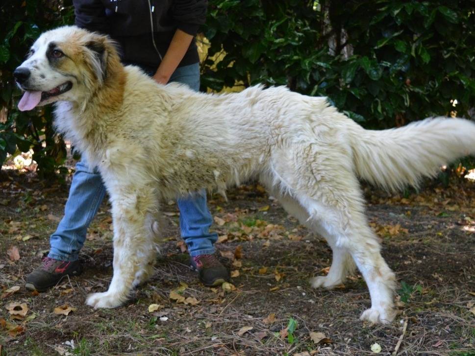 Adotta un cane, maschio, 1 anno e 7 mesi, Roma