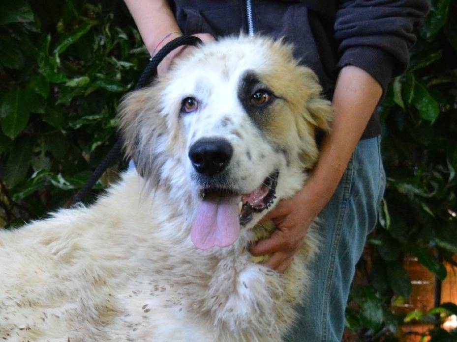 Adotta un cane, taglia gigante, maschio, Roma