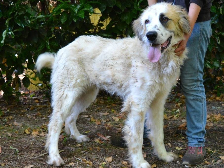 Vuoi adottare un cane a Roma?