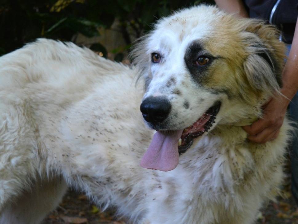 Adotta il cane Draco a Roma