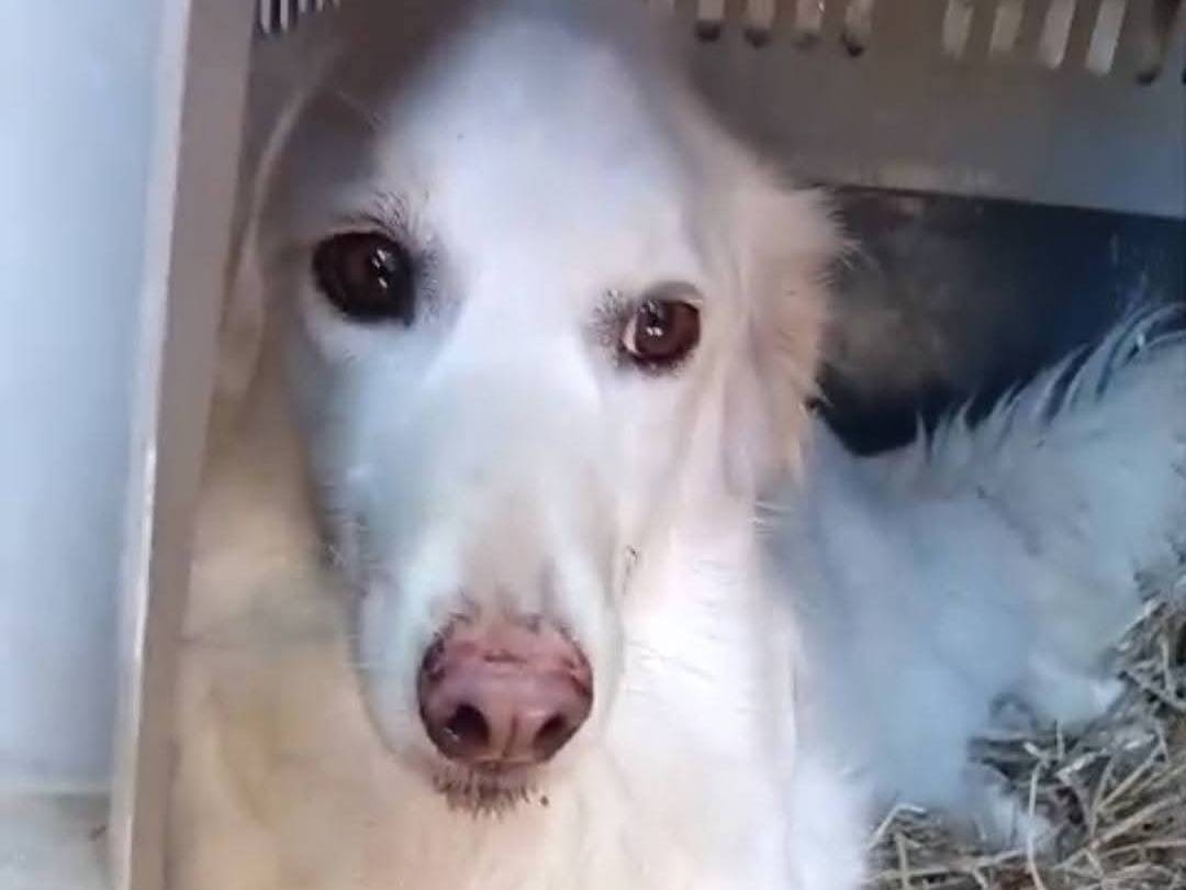 Adozione cane, femmina, Pastore maremmano Razza sconosciuta, 3 anni e 4 mesi, taglia media, Viterbo