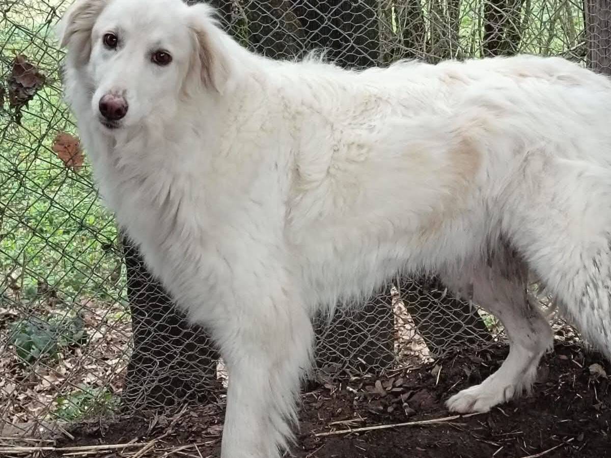 Adotta un cane, femmina, 3 anni e 4 mesi, Viterbo