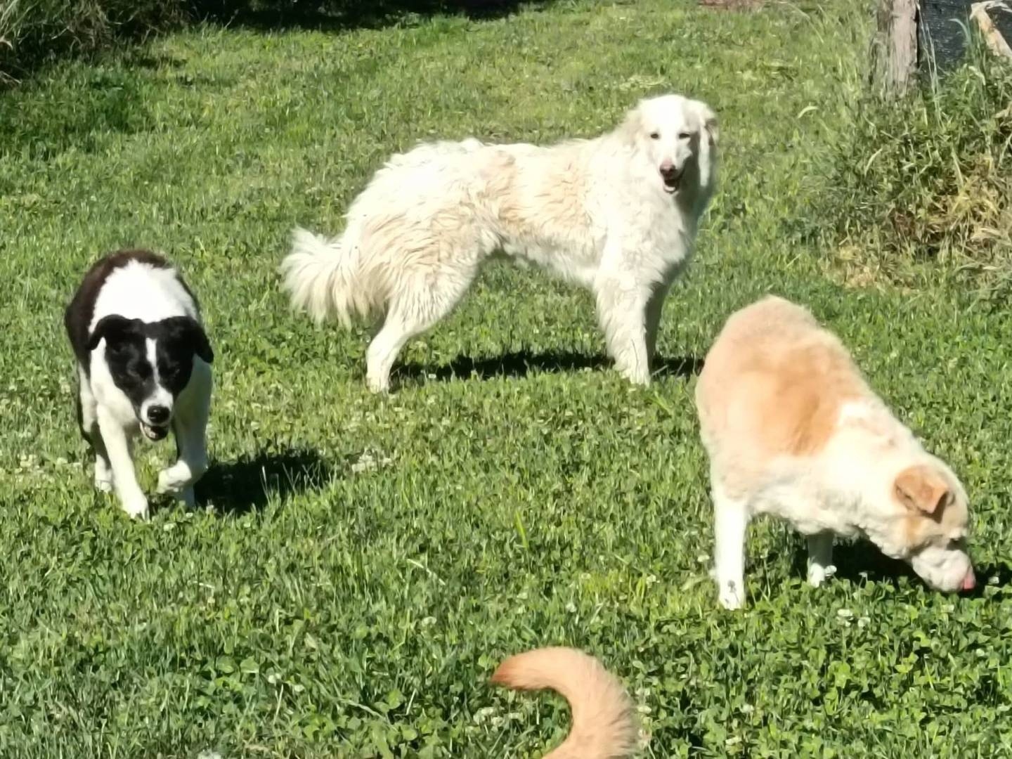 Adotta un cane, taglia media, femmina, Viterbo