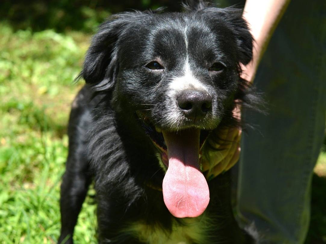 Adotta un cane, maschio, 2 anni e 2 mesi, Roma