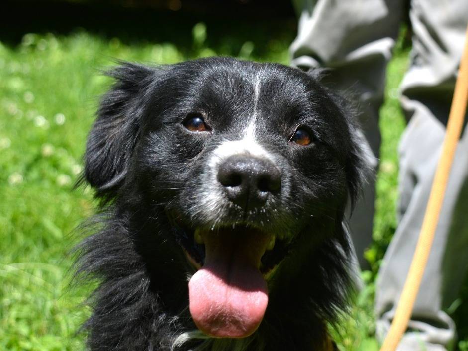 Adozione cane, maschio, Razza sconosciuta Razza sconosciuta, 2 anni e 2 mesi, taglia media contenuta, Roma