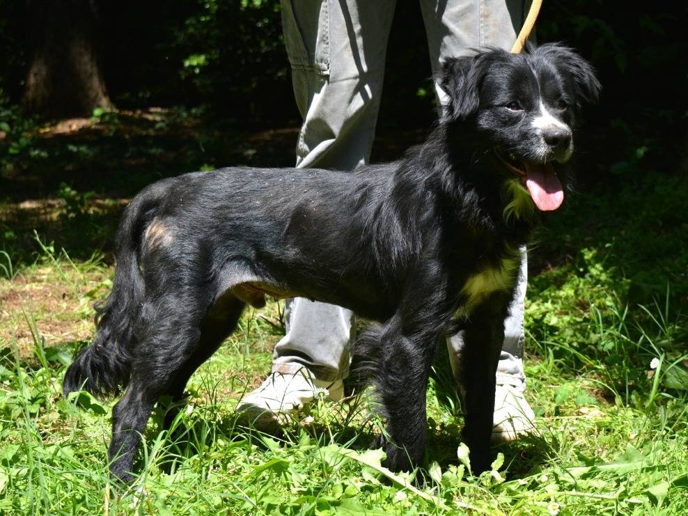 Adotta un cane, taglia media contenuta, maschio, Roma