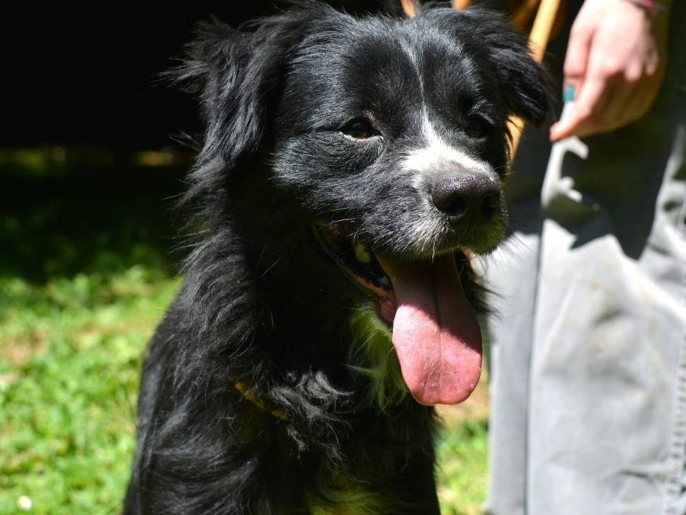 Vuoi adottare un cane a Roma?