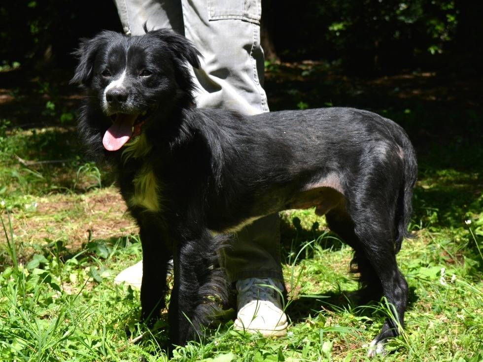 Adotta il cane Nespino a Roma