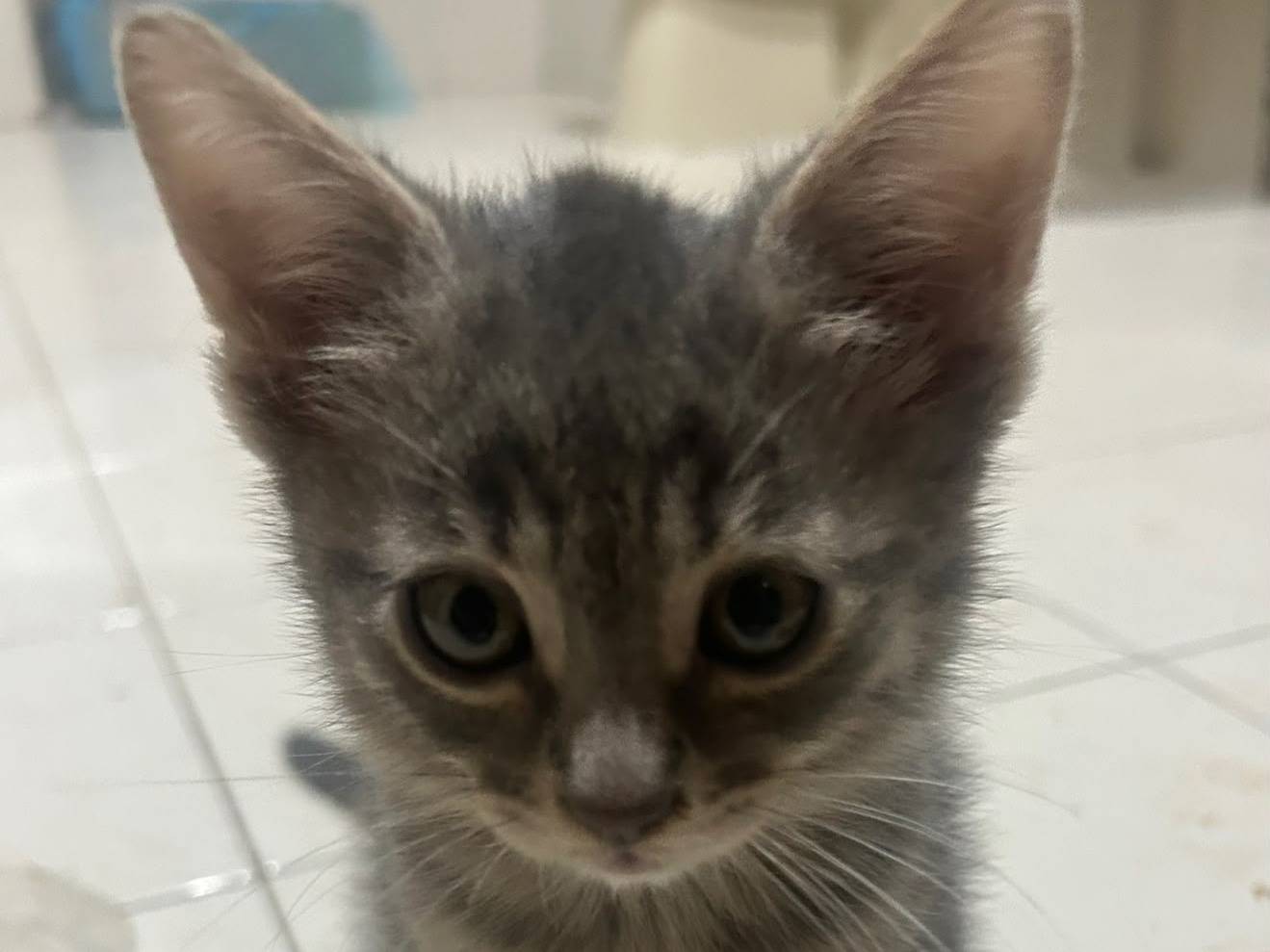 Adozione gatto, maschio, Razza sconosciuta Razza sconosciuta, 2 mesi, taglia non valida, Roma