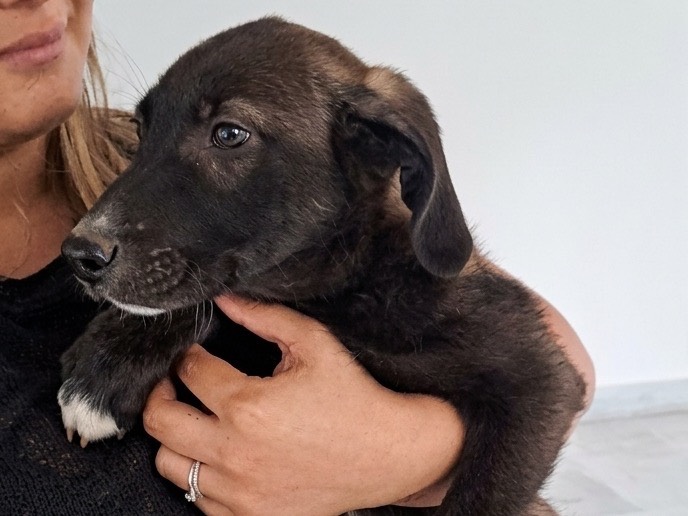 Adotta un cane, taglia media, maschio, Genova