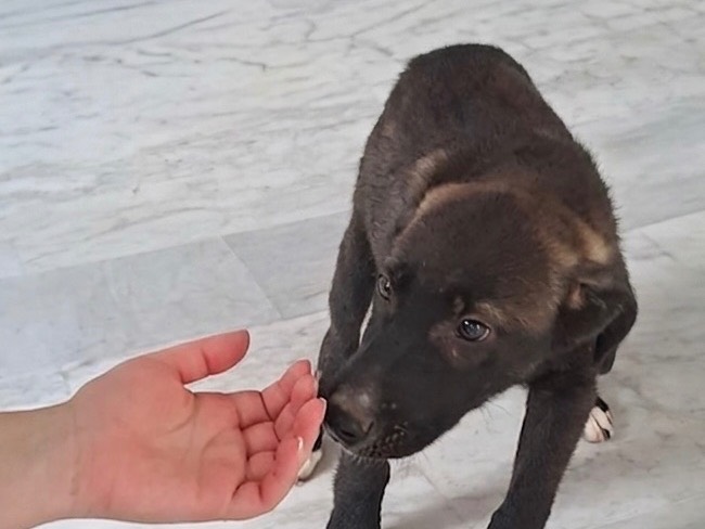 Vuoi adottare un cane a Genova?