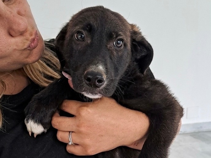 Adotta un cane, maschio, 4 mesi, Genova