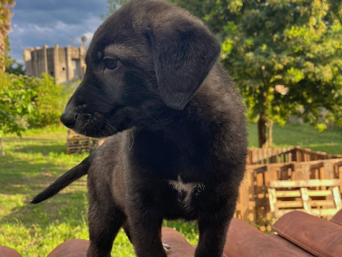 Adotta il cane Sanji a Genova