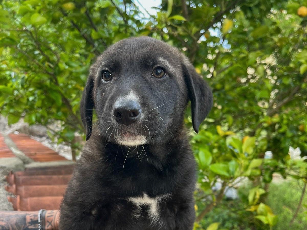 Adozione cane, maschio, Razza sconosciuta Razza sconosciuta, 4 mesi, taglia media, Genova