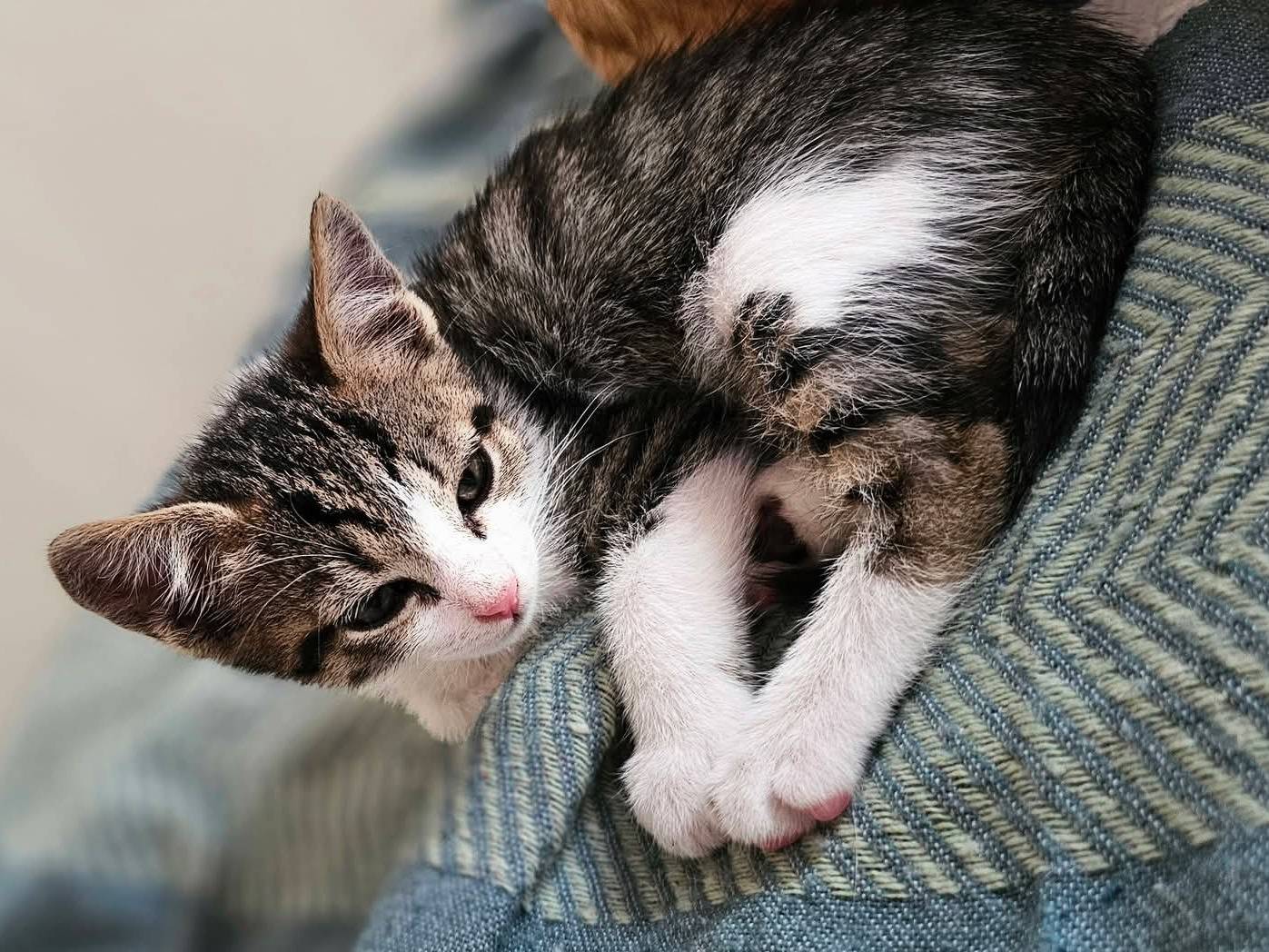 Adotta un gatto, maschio, 2 mesi, Trapani