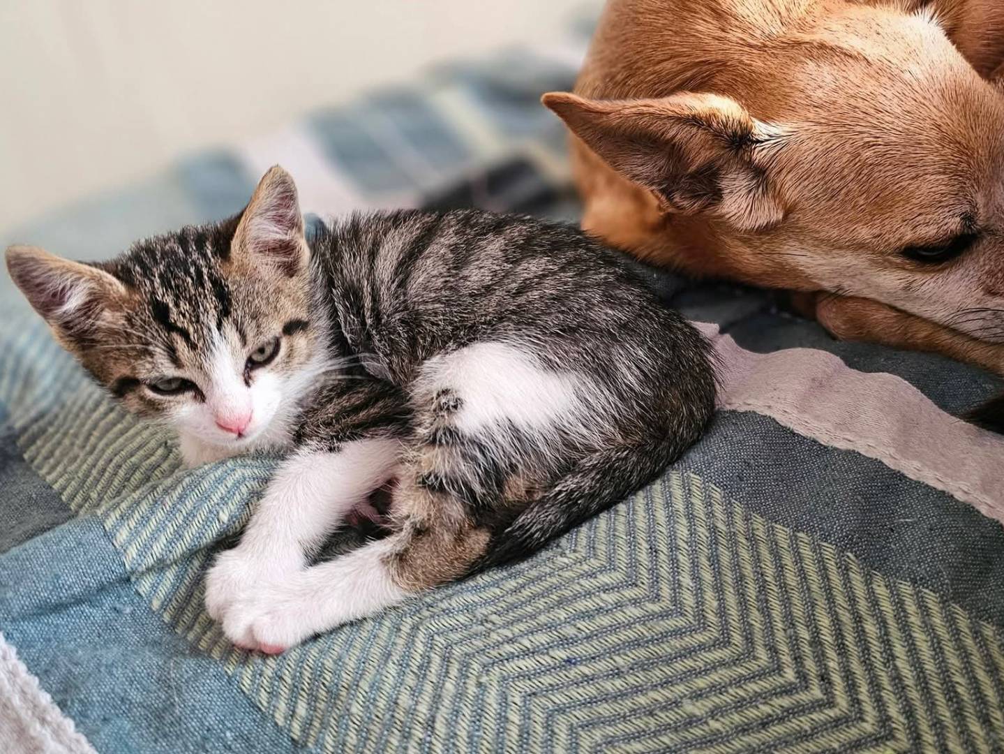 Adotta un gatto, taglia non valida, maschio, Trapani
