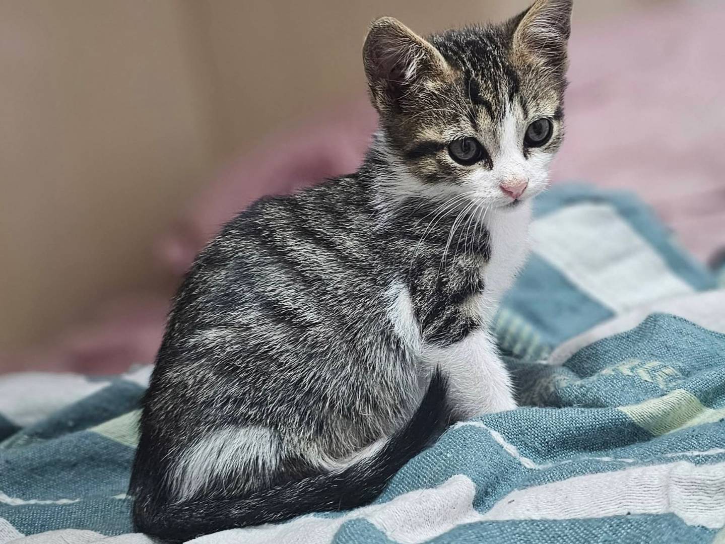 Vuoi adottare un gatto a Trapani?