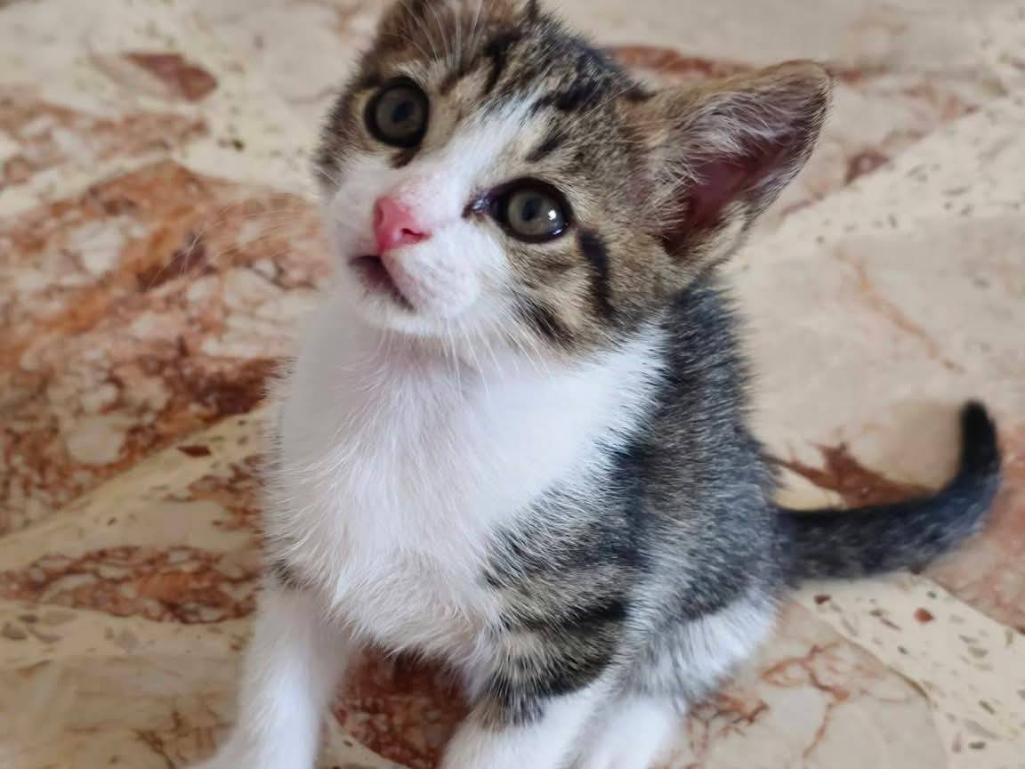 Adozione gatto, maschio, Razza sconosciuta Razza sconosciuta, 2 mesi, taglia non valida, Trapani