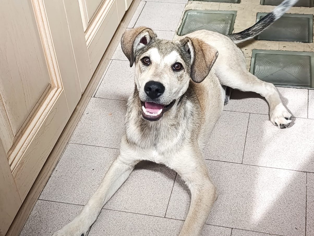 Adozione cane, maschio, Razza sconosciuta Razza sconosciuta, 5 mesi, taglia media, Milano