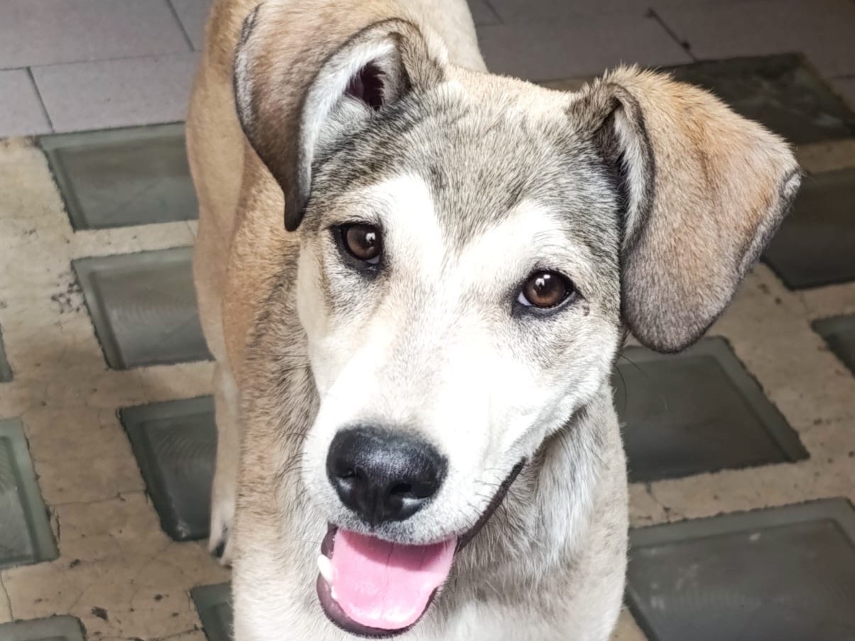 Adotta un cane, maschio, 5 mesi, Milano