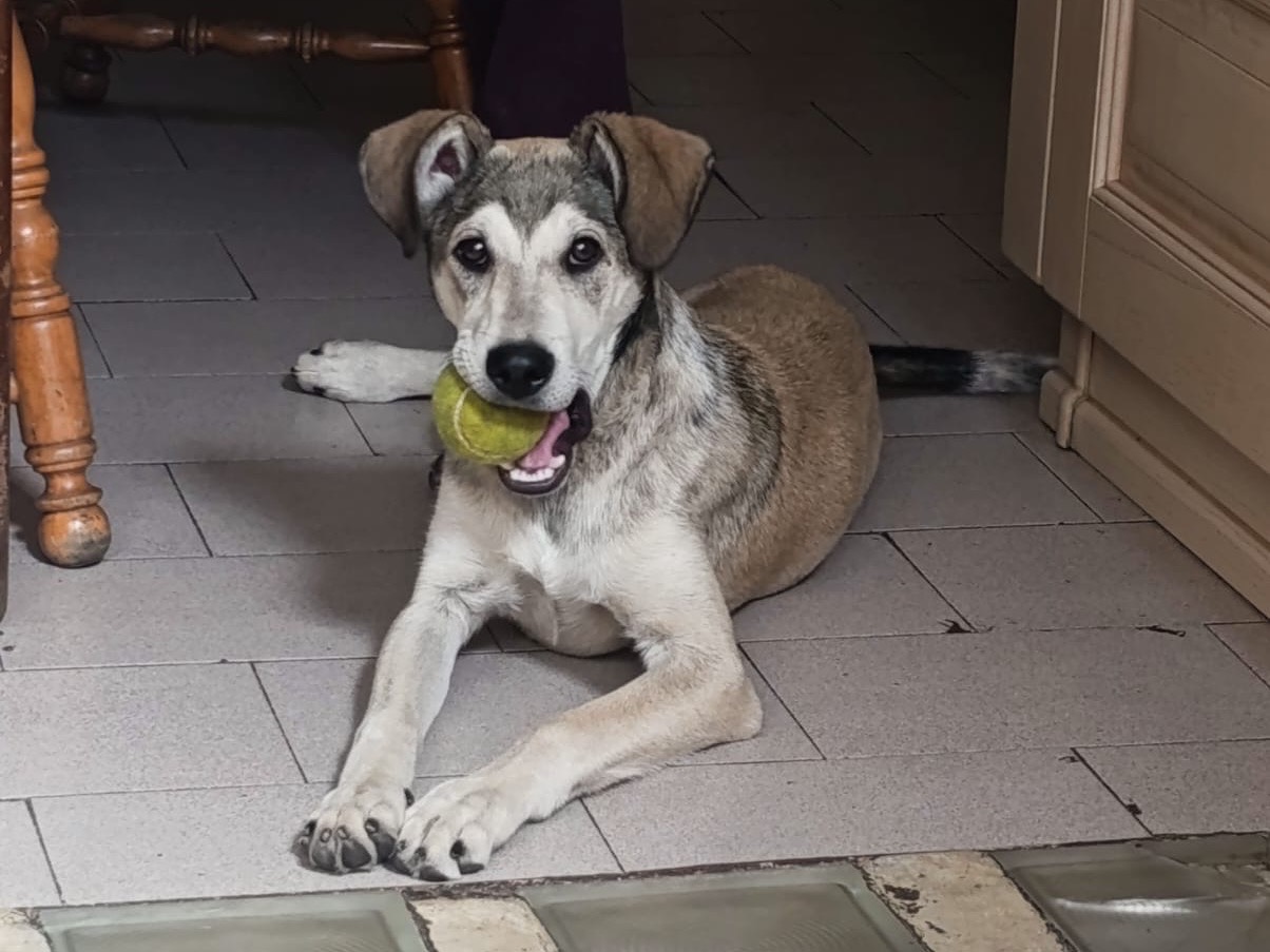 Adotta un cane, taglia media, maschio, Milano