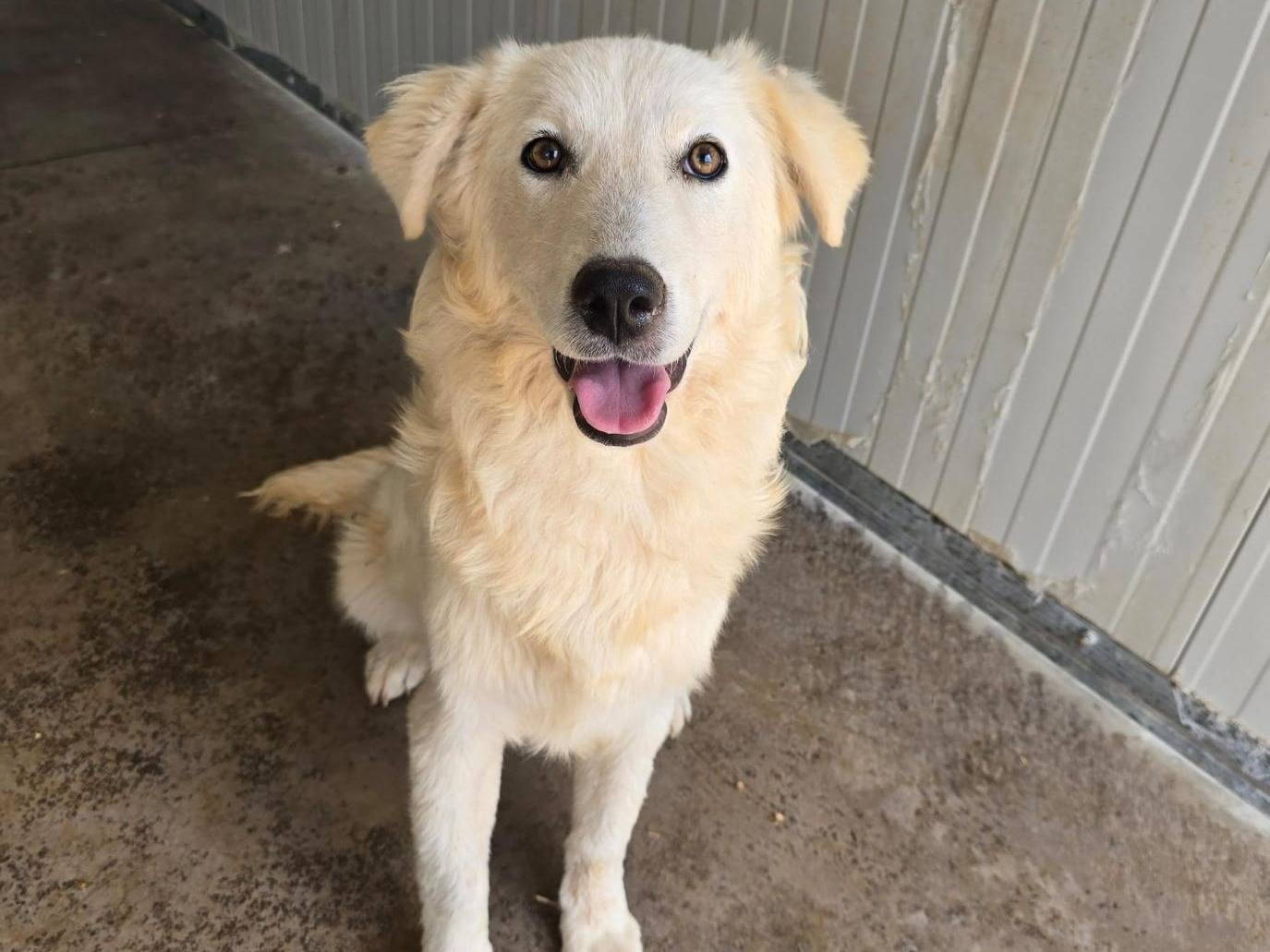 Adozione cane, femmina, Border Collie Razza sconosciuta, 5 mesi, taglia media, Palermo