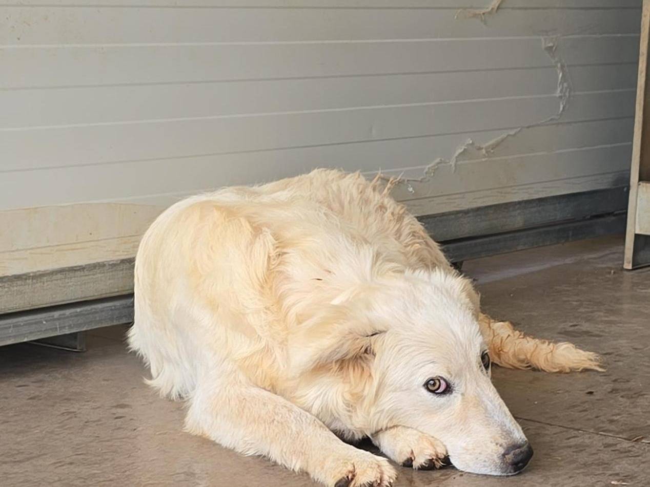 Adotta un cane, femmina, 5 mesi, Palermo