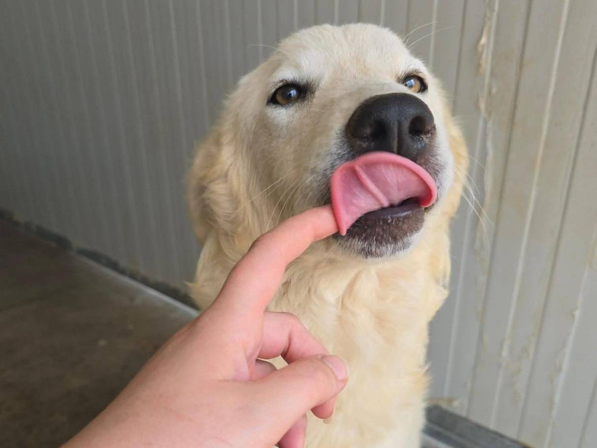 Adotta un cane, taglia media, femmina, Palermo