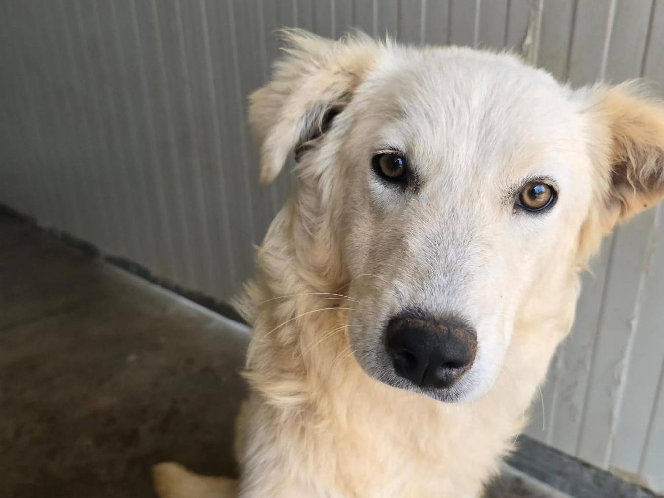 Vuoi adottare un cane a Palermo?