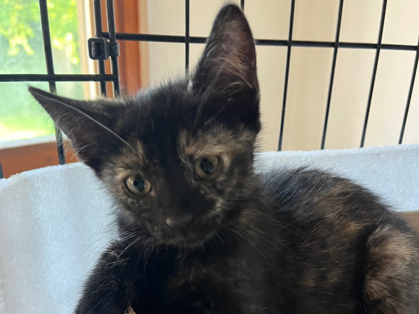 Adotta un gatto, femmina, 2 mesi, Padova