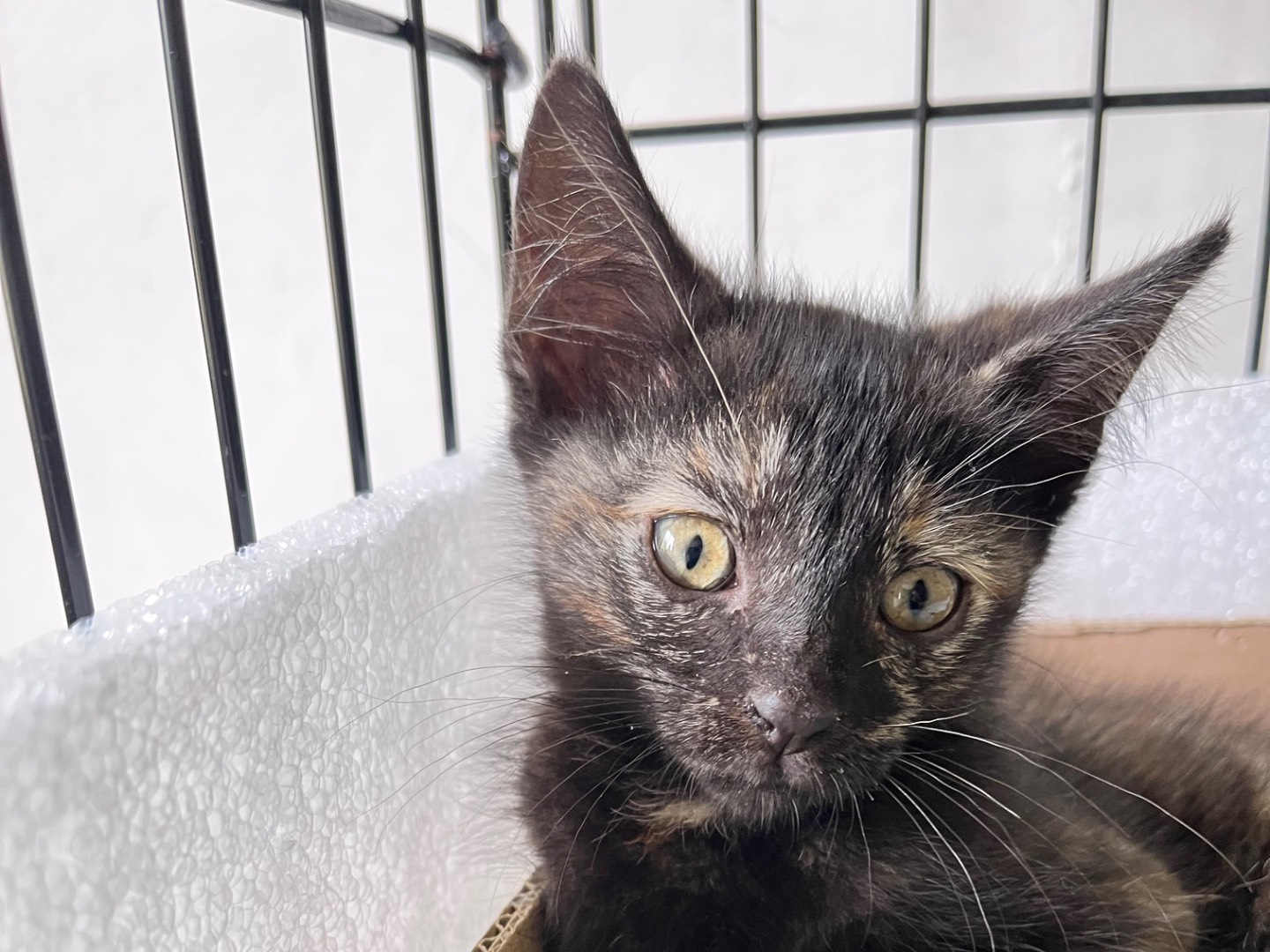 Adotta un gatto, taglia non valida, femmina, Padova
