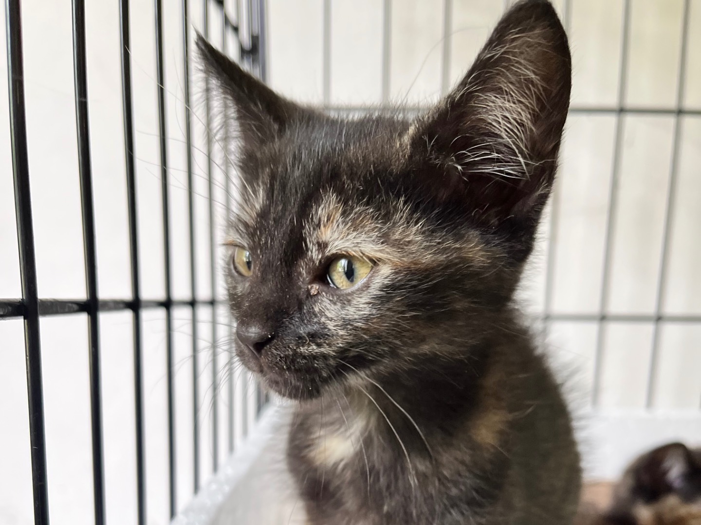 Adozione gatto, femmina, Razza sconosciuta Razza sconosciuta, 2 mesi, taglia non valida, Padova